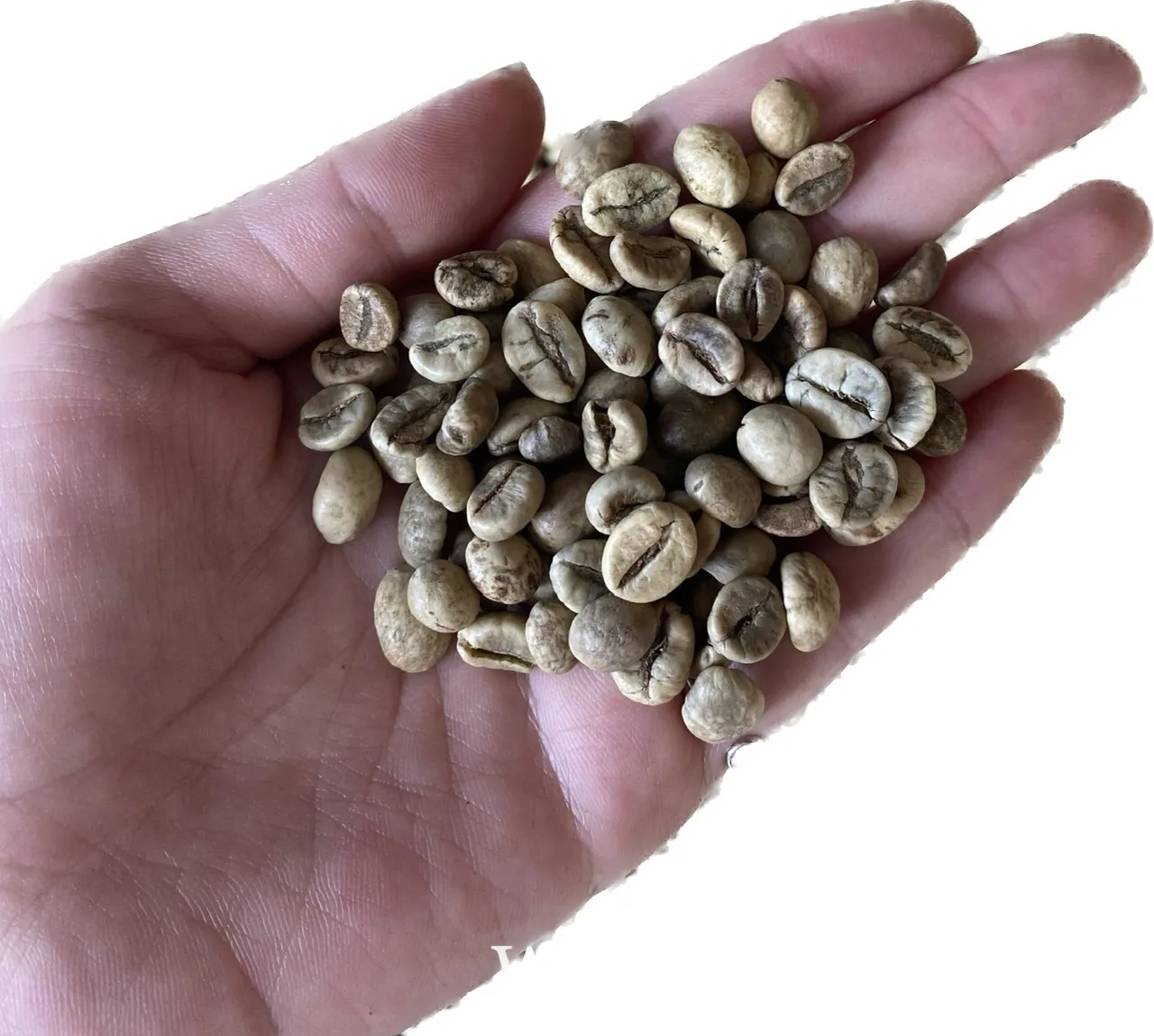 Вьетнамский КОФЕ ROBUSTA/WA 0084 848