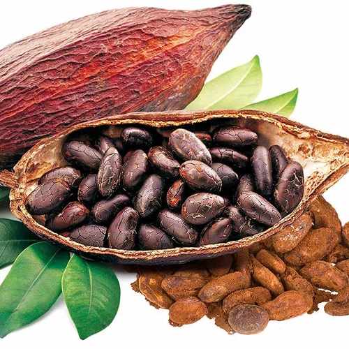 Quality Dried Cacao Beans / Cocoa- Beans From Cameroon Wholesale High Quality Dried Organic Roasted Flavored Cocoa Beans