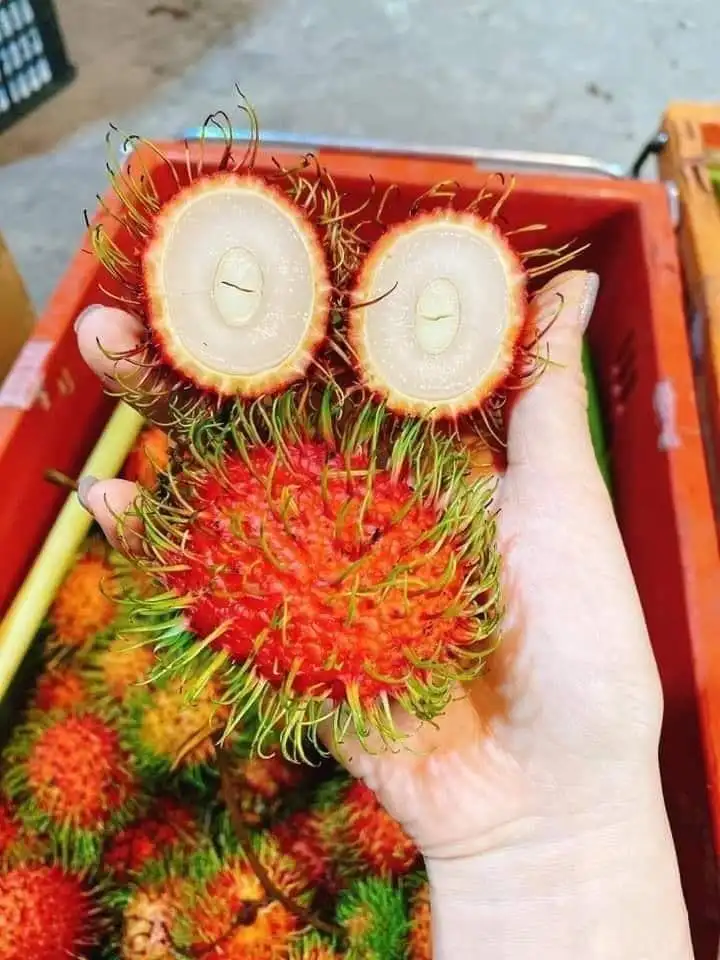 Supervisor Quality Sweet Taste Fresh Rambutan From TW6 Vietnam