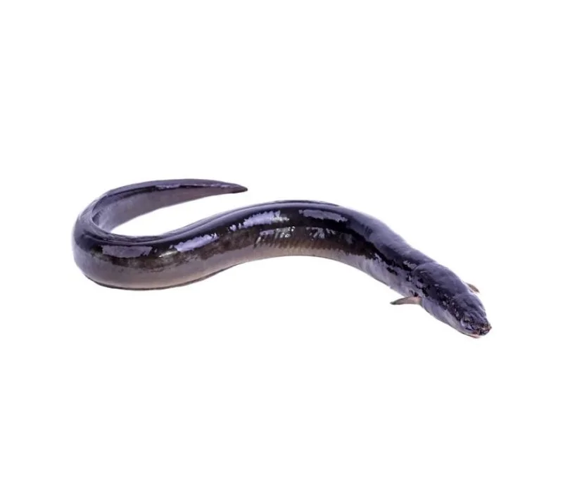 Fresh Top Quality Export Oriented Fresh Live Eel Fish Wholesale in Cheap Price Live Eels Conger Eel AD Bangladesh Life Eat 1 Kg