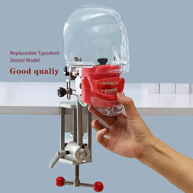 Hot sale dental simulator nissin manikin phantom head dental manikin training With Removable Tooth Teeth model Dentist gift