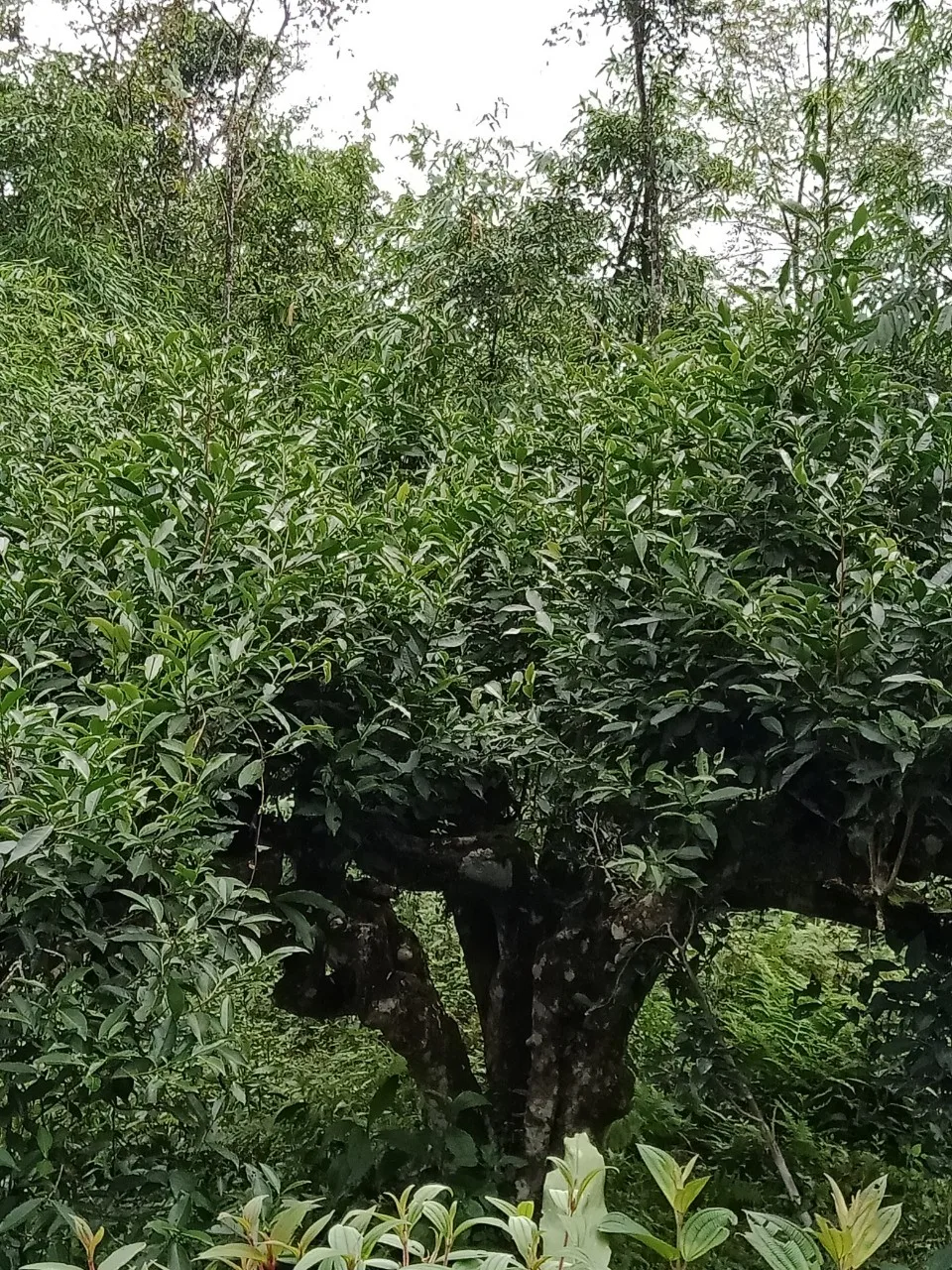 Storage Organic OEM/ODM Cheap Life Package Customize Good Price wholesale tea Black Tea Green Bee From Vietnam