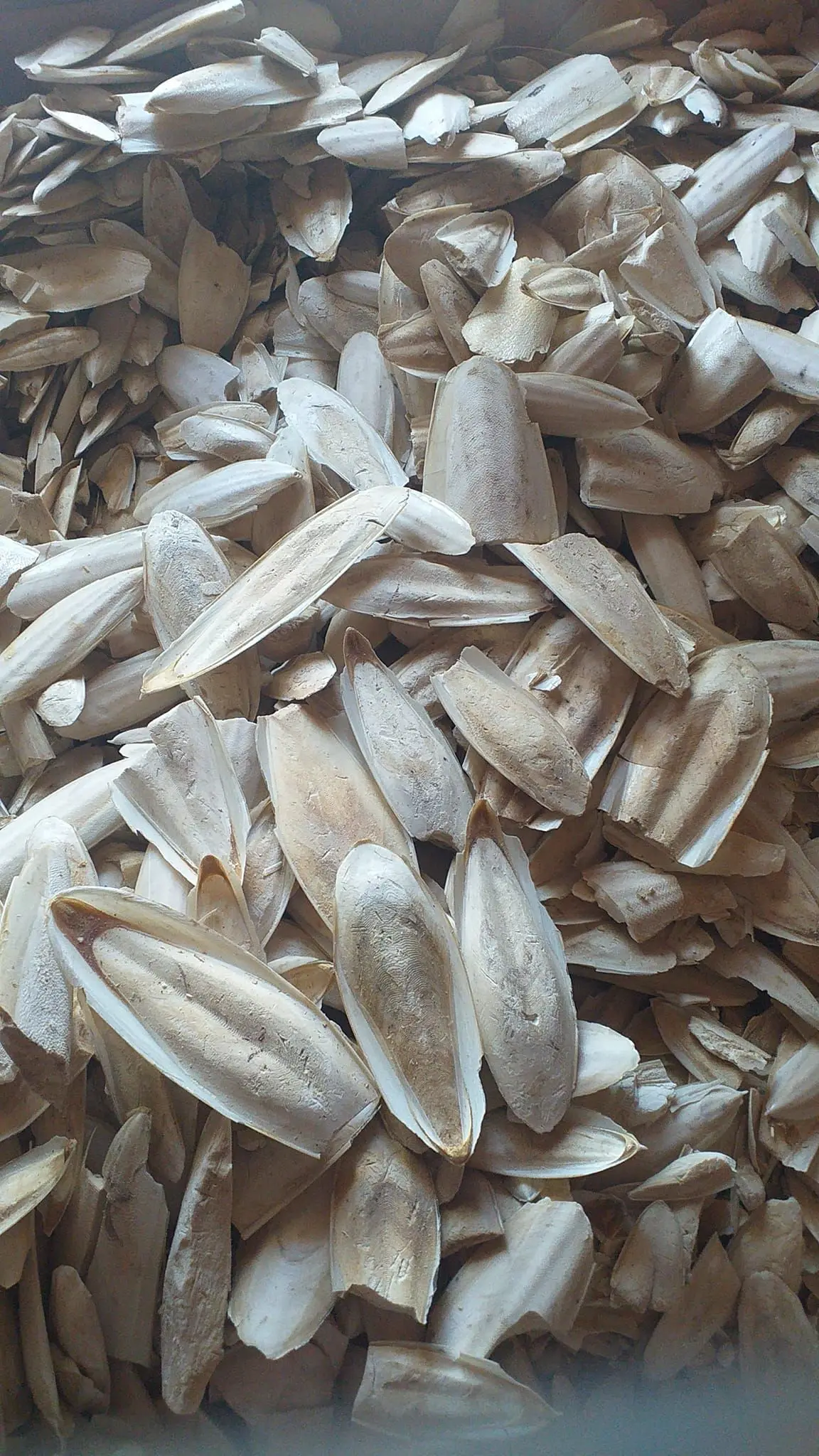 BEST SUPPLY 2024 I Dry Cuttlefish Bone Cuttlebone 100% Natural Cuttlefish Bone I Made in Vietnam