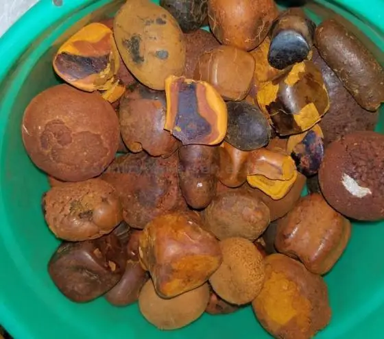 OX GALLSTONES C.jpg
