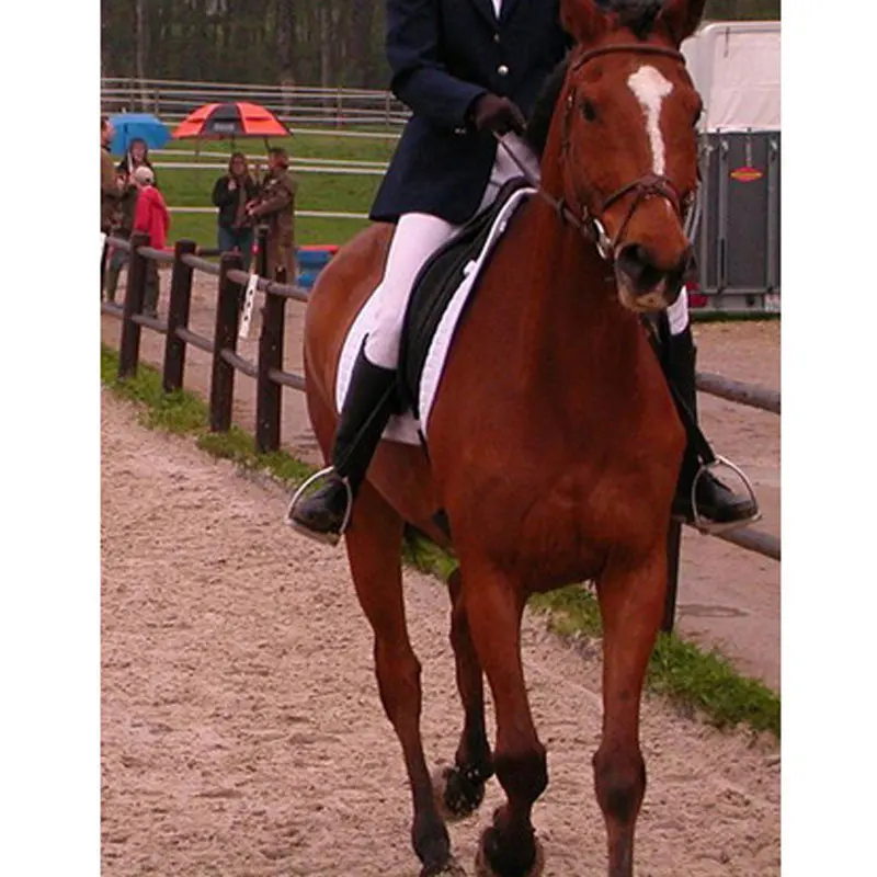 Оптовые поставки, гимнастическая одежда из нержавеющей стали для безопасности езды на лошадях