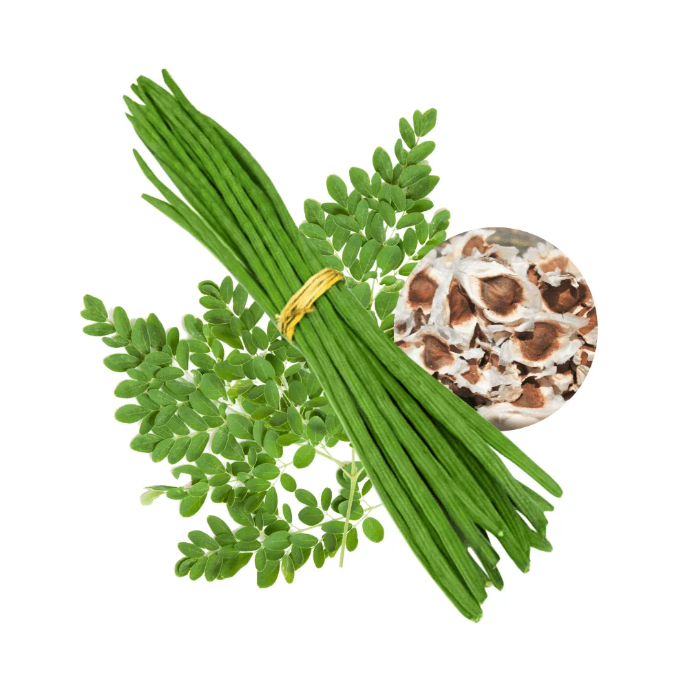 Wholesale Moringa Seeds Bulk Moringa Seeds Moringa Tree Seeds