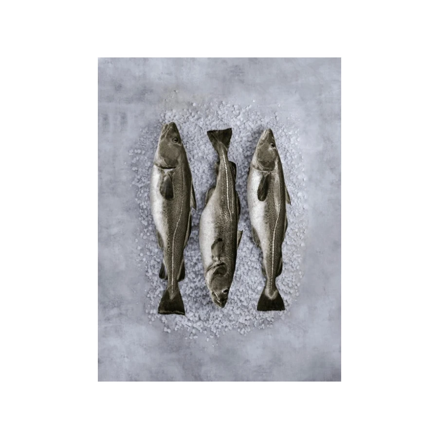 factory price Fresh Cod Skrei Fish