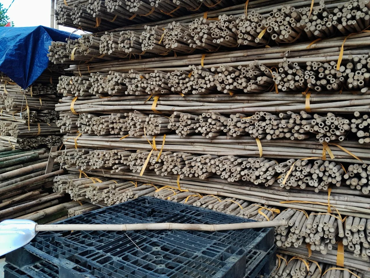 Premium Quality Bamboo Poles From Vietnam for Export - Bamboo Products Hot Selling 2024 With Cheap Price