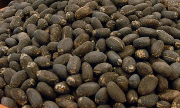 Jatropha Seeds Exporter Supplier for Sale