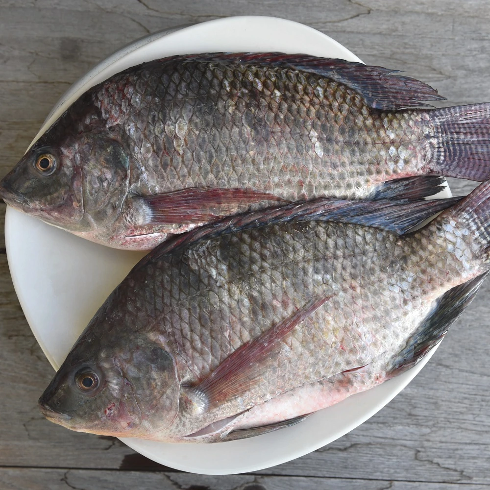 2022 Fresh Out of The Sea Oreochromis Placidus Fish IQF (300-400 gm/pc) Bulk Packing 10 kg/ctn WR Black Tilapia