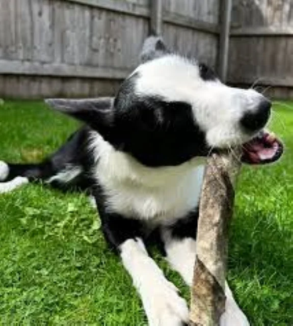 Best Pet Product of 2024 Pure Sea Basa Fish Skin Chews Nature Perfect Pet Treat