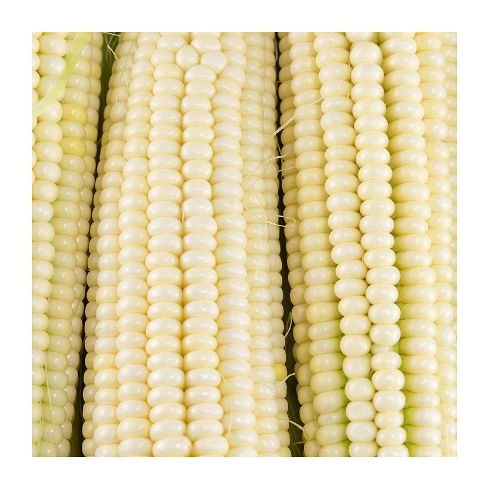 Best Price Agricultural Product White Corn/ White Maize, Dried White Corn, Popcorn, White Corn Maize