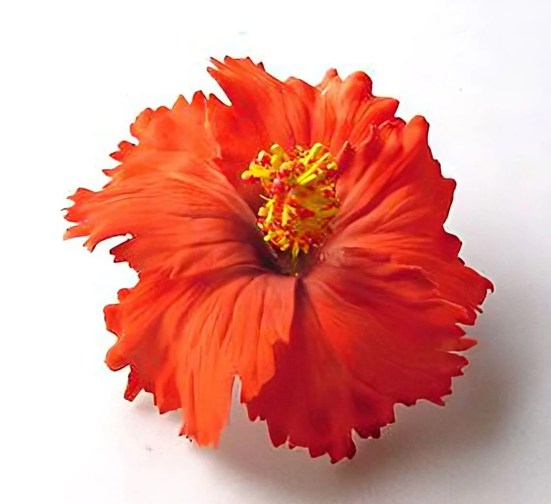 Premium Product of Hibiscus Foam Flower with unique tattoo print pattern (Pack 100 pieces)