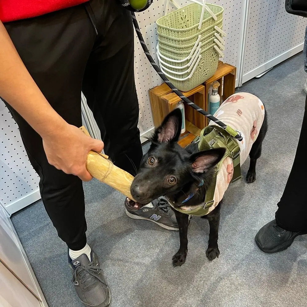 Expad Natural Coffee Wood Dog Chews Sustainable Pet Toy for Dental Health and Aggressive Chewers Boxed Packaging