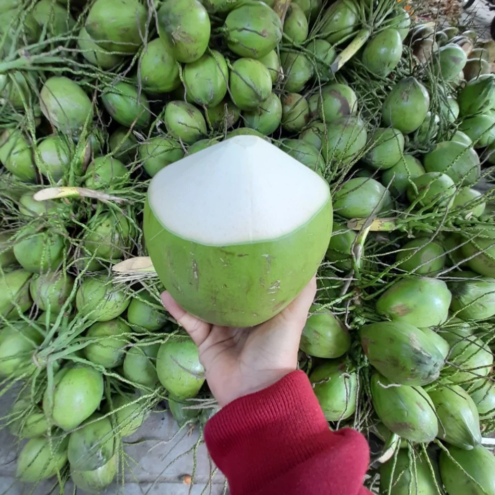 Wholesale Price Fresh Green Coconut for Drinking and Cooking Premium Quality from Viet Nam Manufacturer