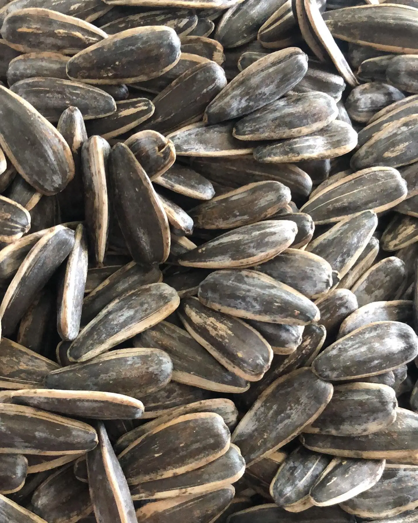 Black Sunflower Seeds