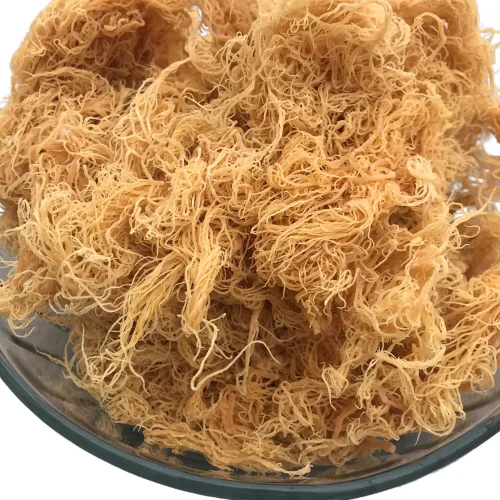 Best Price in the Market! High-Quality Purple Seamoss From Vietnam