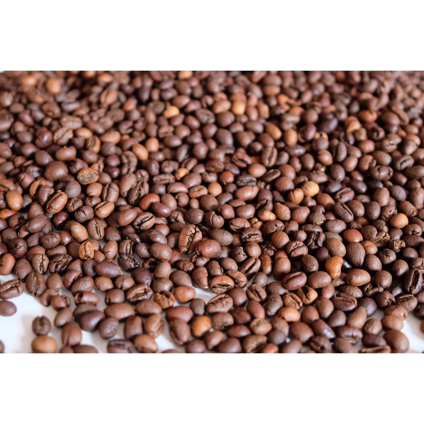 Premium Quality Culi S16 Roasted Carpentry Coffee Beans Culi Roasted Beans High Quality Coffee