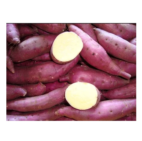 Best Quality Hot Sale Price Fresh Vegetables Sweet Potatoes