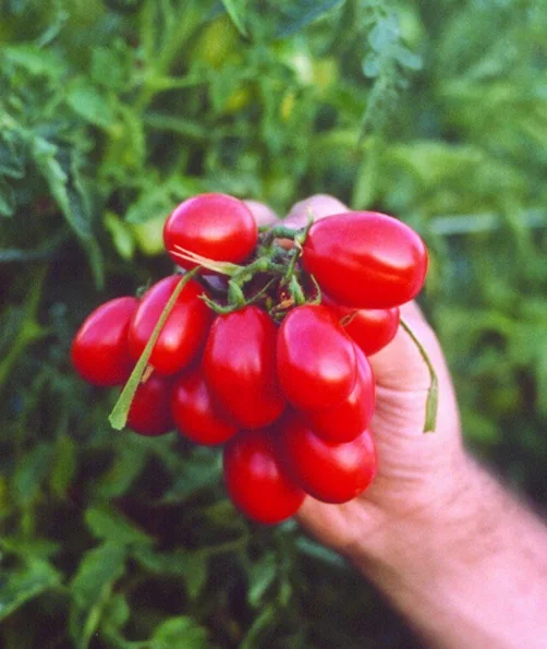 Italian Made Product, Fresh Tomato Product, Pomodorino Corbarino al naturale 580ml packed  in mason jar