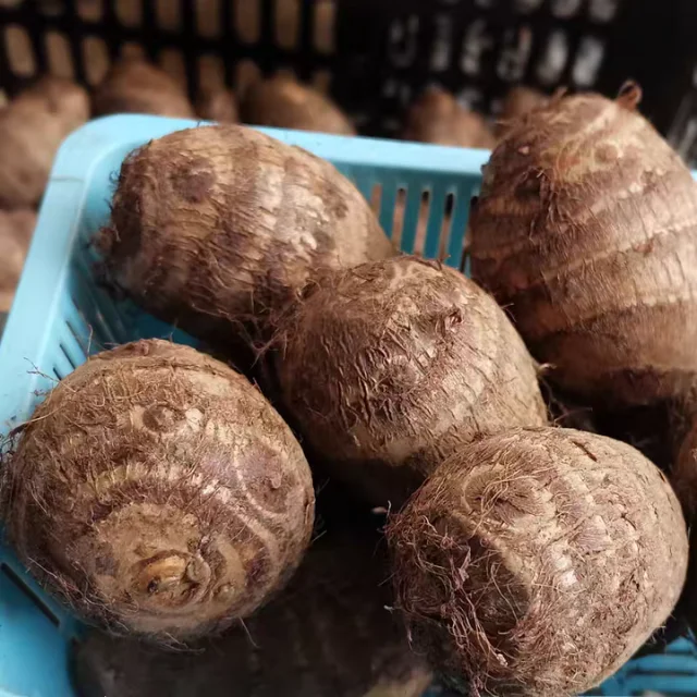Big size and small size of fresh taro for UK suppliers origin Viet Nam