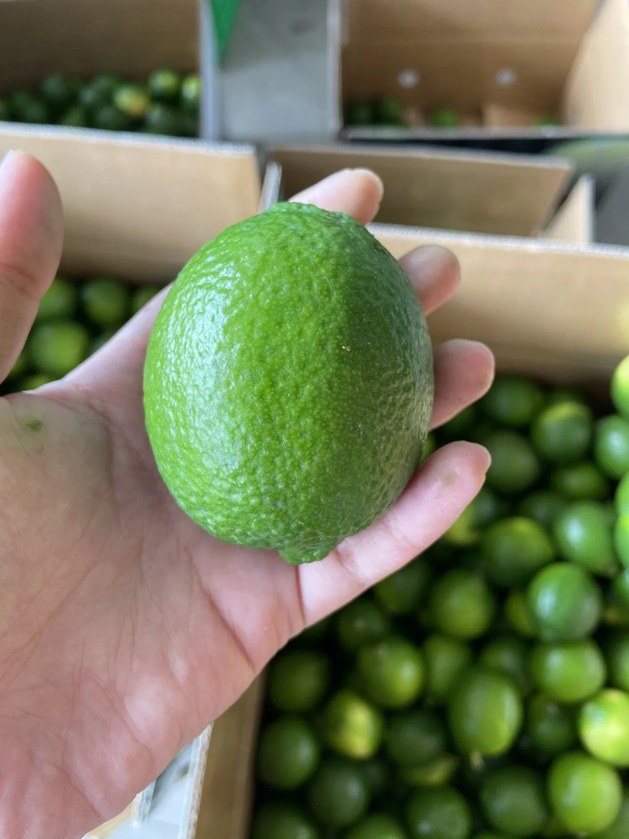Vietnam fresh seedless lime