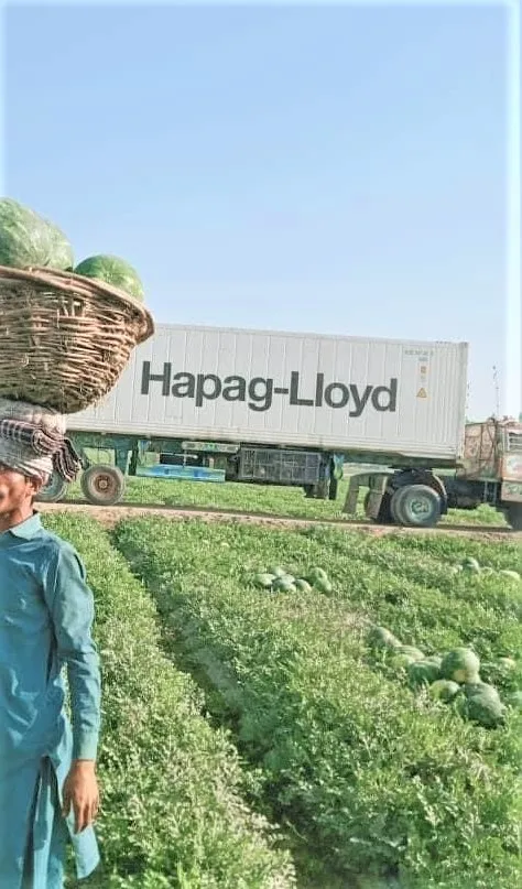 Watermelons Wholesale Get in Bulk Rates Fresh Melons Premium Organic Epxort Quality with Customized Packaging Service