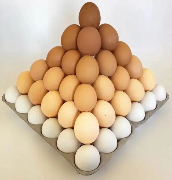 Good Quality Table Eggs and Broiler Hatching Eggs Ross 308 and Cobb 500 and Chicken Fresh Table Eggs Available