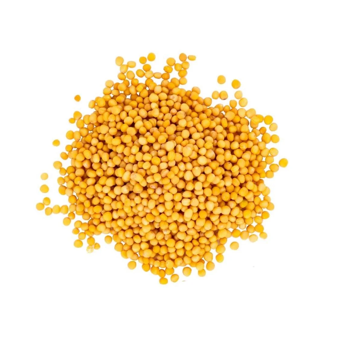 Wholesale Supply High quality Dried Pure Yellow Mustard for Food Ingredients Yellow Mustard from India