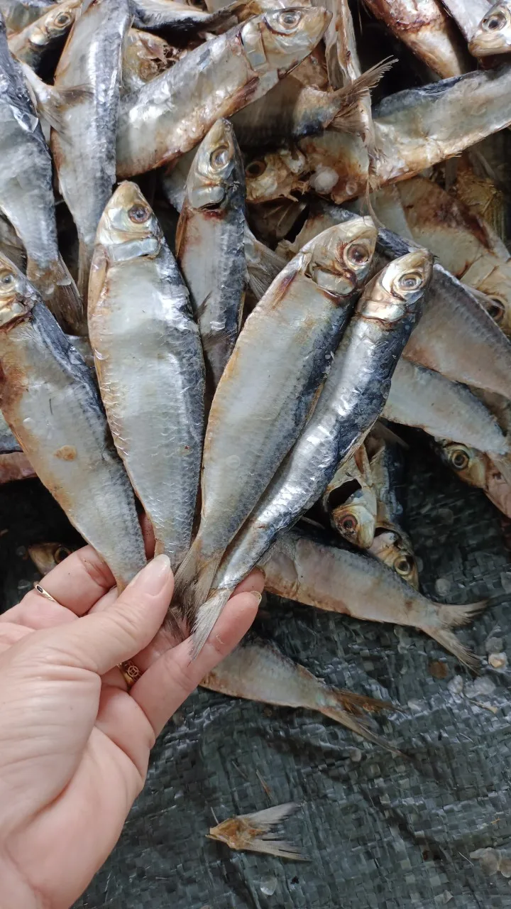 reasonable price dried herring fish herring good fish to eat