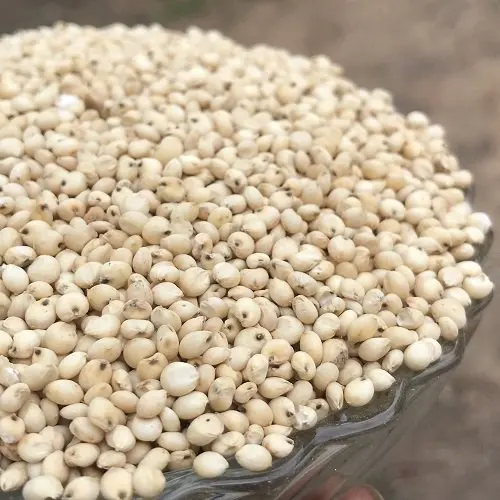 Sorghum Grains and Good Quality Red White  Sorghum