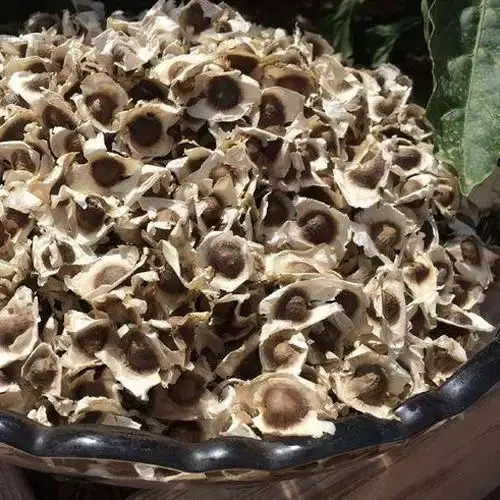 bulk moringa seed best prices for sale