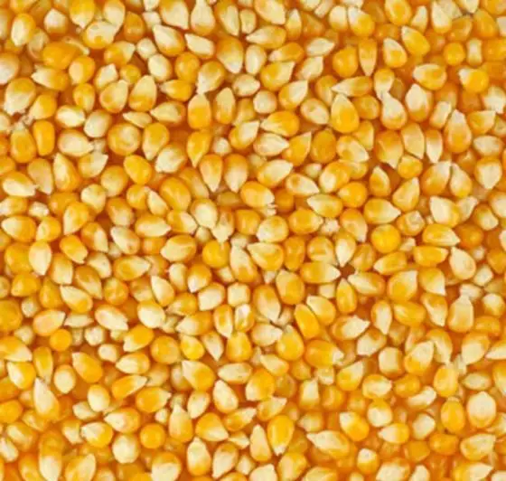 Corn..jpg