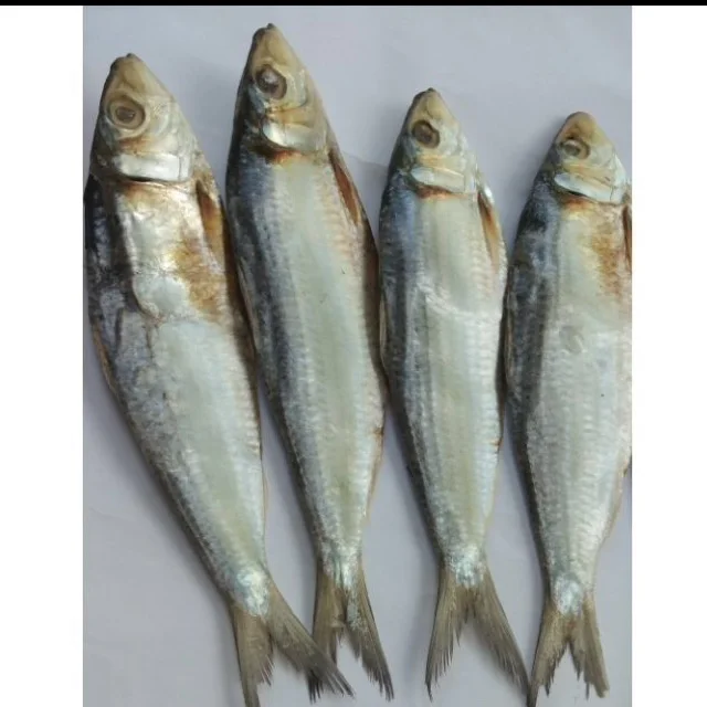 Special Salted Herring Fish Smoked Split Herring Fish With High Standard Ms Sophie