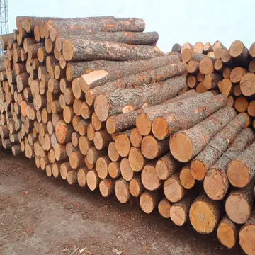 Timber Logs Teak Wood / Oak Wood Logs / Pine Wood Logs
