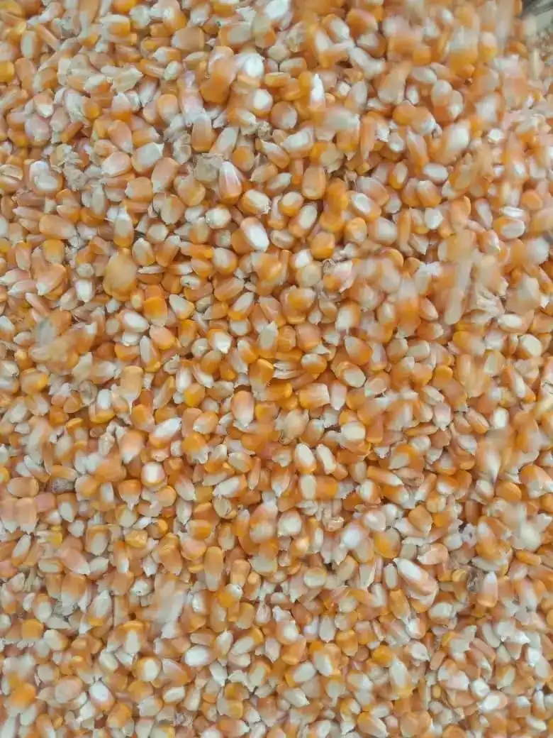 Import Yellow Maize Corn for Human  Consumption at wholesale Prices