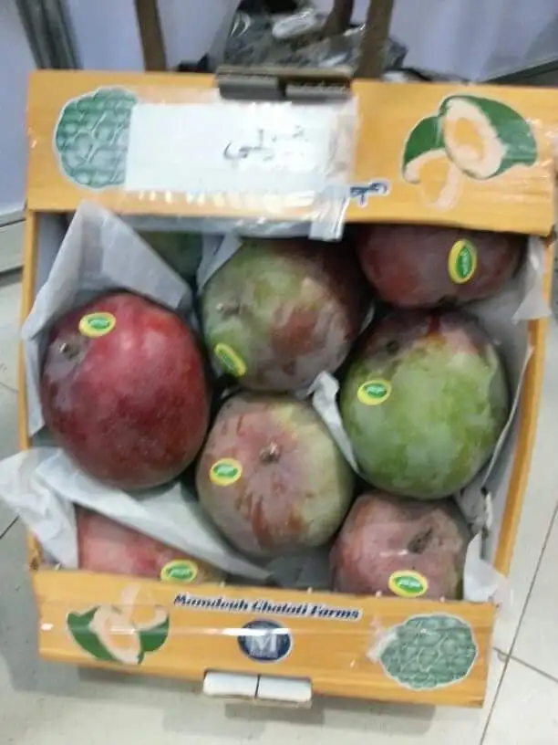 NEW HARVESTED EGYPTIAN MANGO FOR QUICK EXPORT