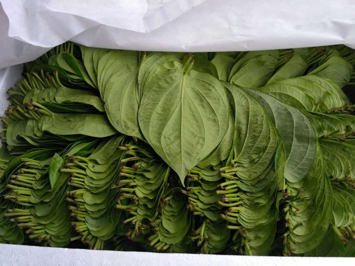 Вьетнамские свежие листья betel-высококачественные вьетнамские товары-супер скидка-самая низкая цена на