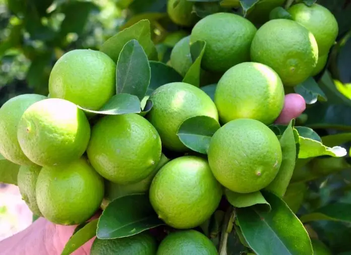 Wholesale Top Quality 100% Natural Sour Fresh Seedless Lime Lemon Rich In Nutrients From Vietnam