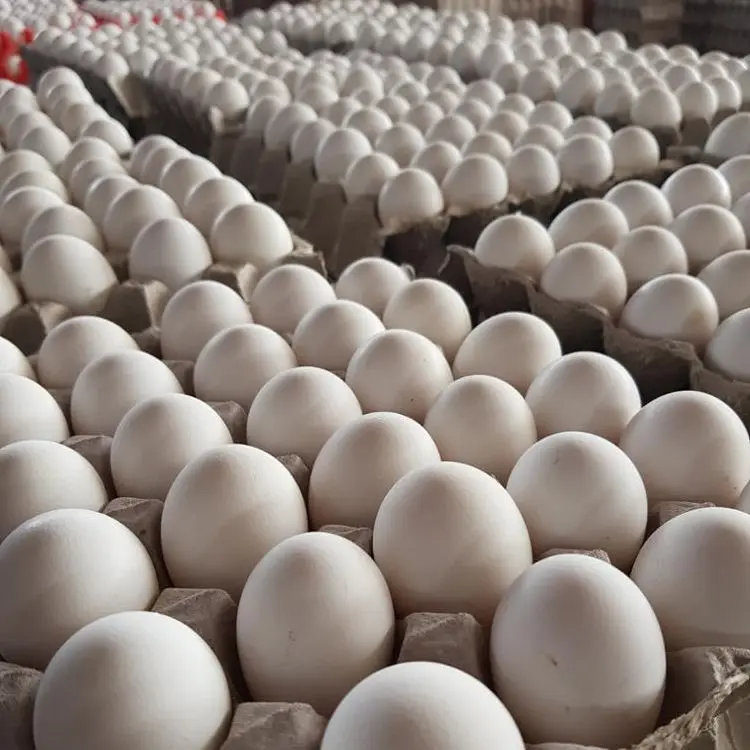 Chicken Eggs Ostrich Eggs, Chicken Eggs, Turkey Eggs Fresh Table Eggs Brown And White Farm Fresh