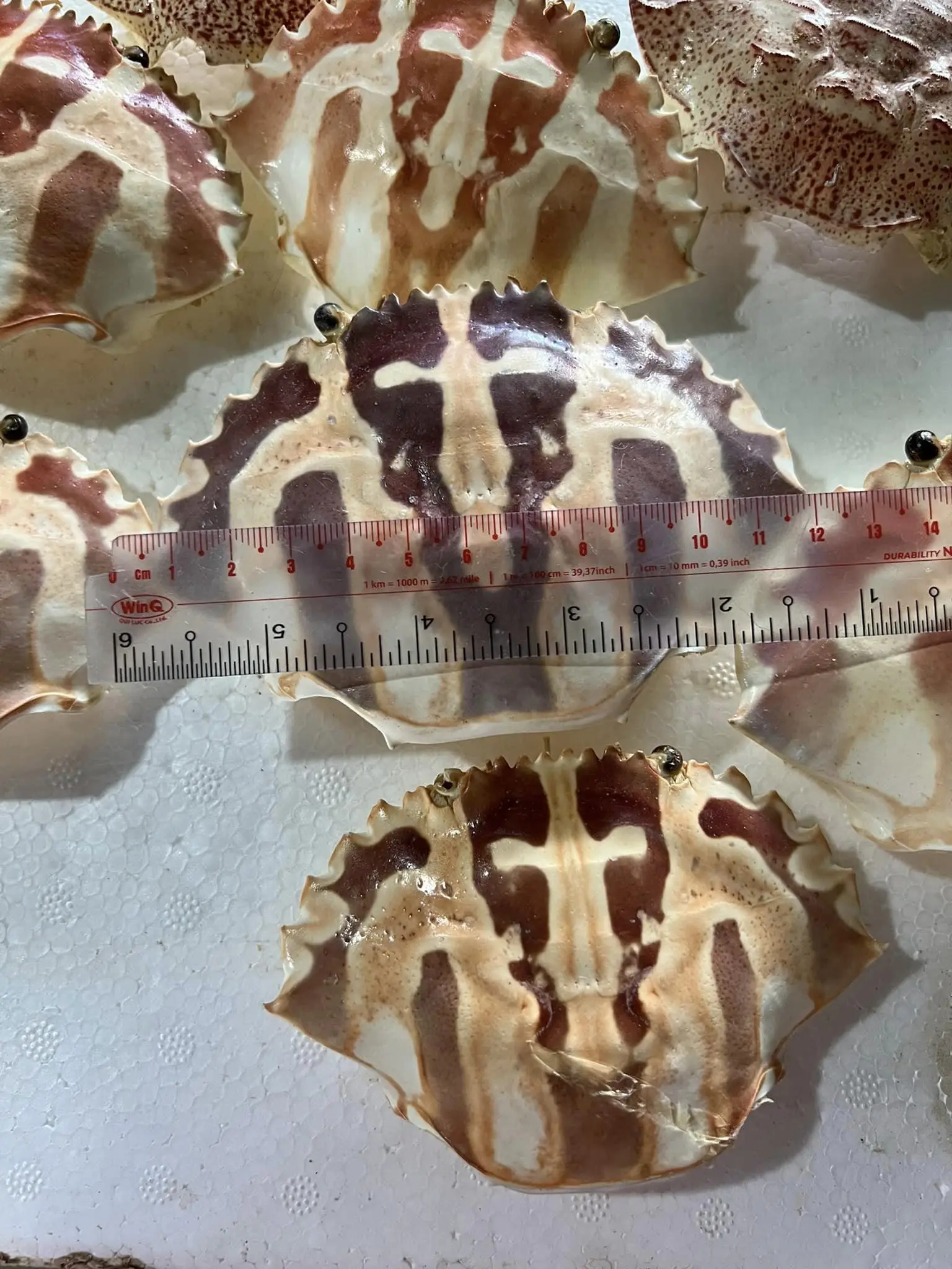 CLEAN DRIED THREE SPOT CRAB SHELL SIZE 11-13 CM FOR STUFFING FOOD IN BULK BLUE LOTUS VIETNAM