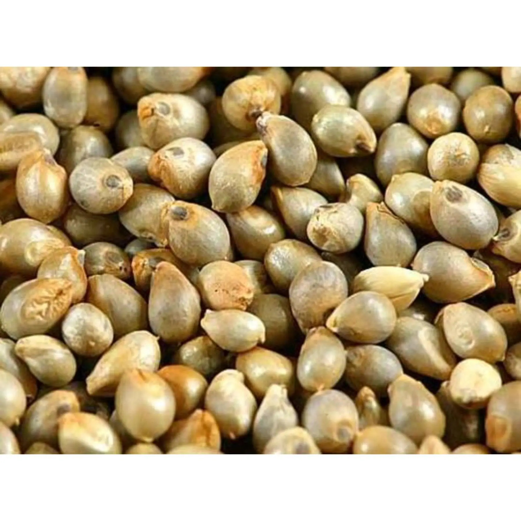 Natural  green millet yellow millet bajra Indian origin feeds