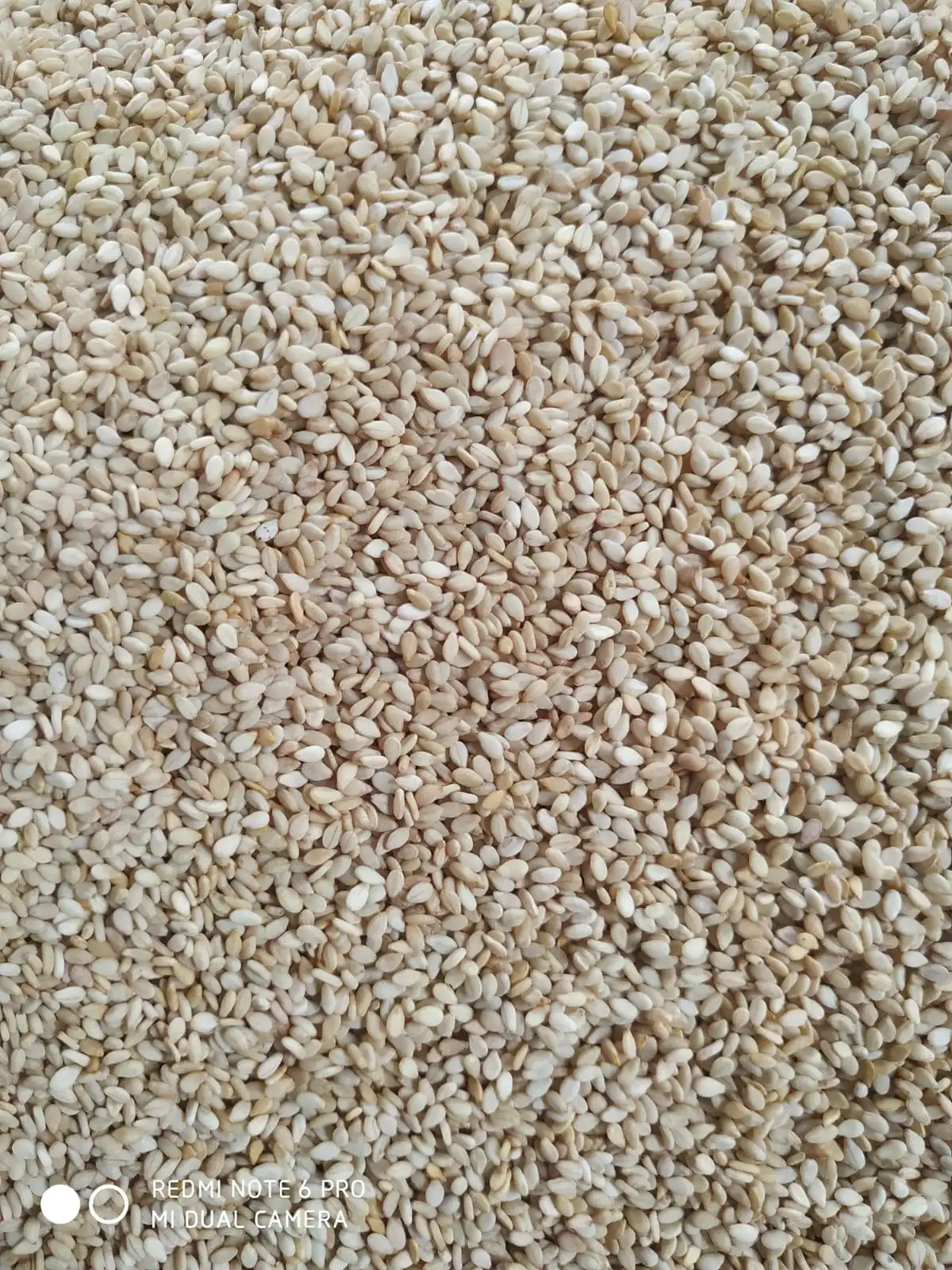 Best Quality White Sesame Seeds from India