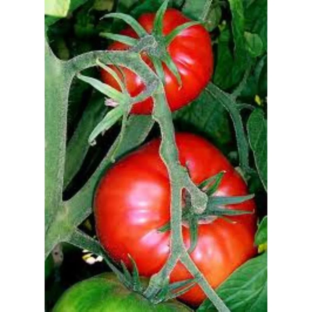 Open Pollinated Tomato Cal J OP for Export
