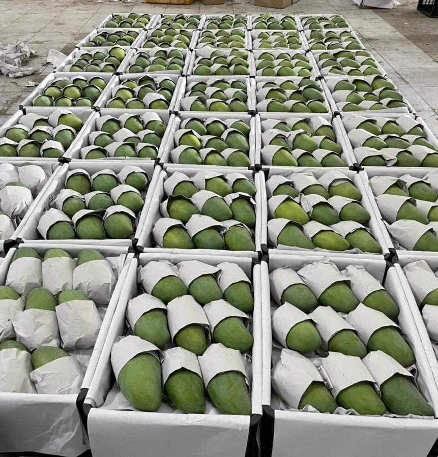 Cheap Price Fresh Mango Fruit From Vietnam / Fresh Mango High Quality Wholesale 2023