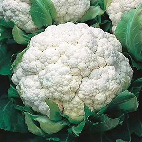 Best Selling Cauliflower At Wholesale Prices