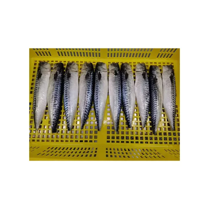New Landing Frozen Fish Pacific Mackerel Seafood High Quality Land Fresh for sale