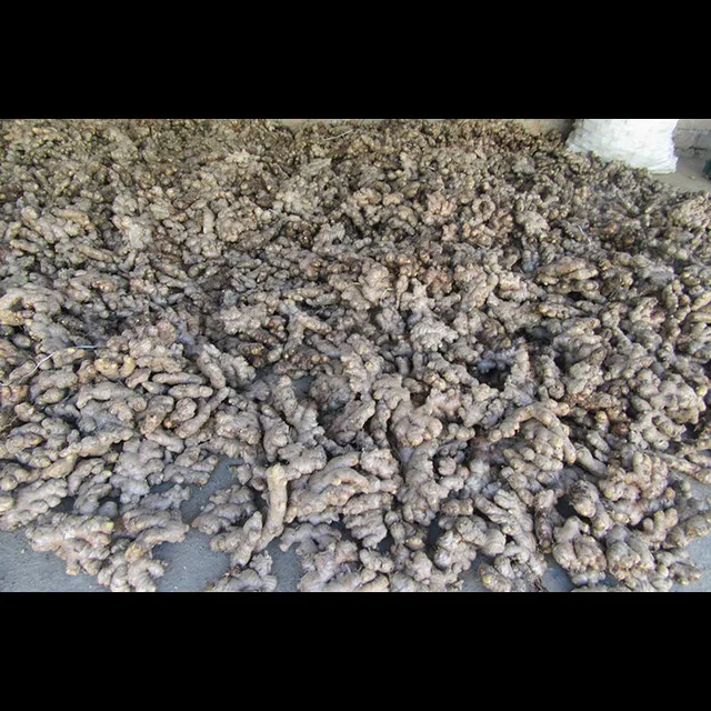 FRESH GINGER HIGH QUALITY CHEAP PRICE
