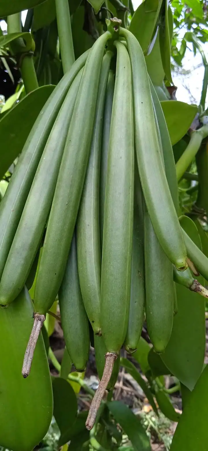 Vanilla Beans Grade Premium Gourmet Vacuum Packing Planifolia Origin Bali 20cm high vanilla contain moist