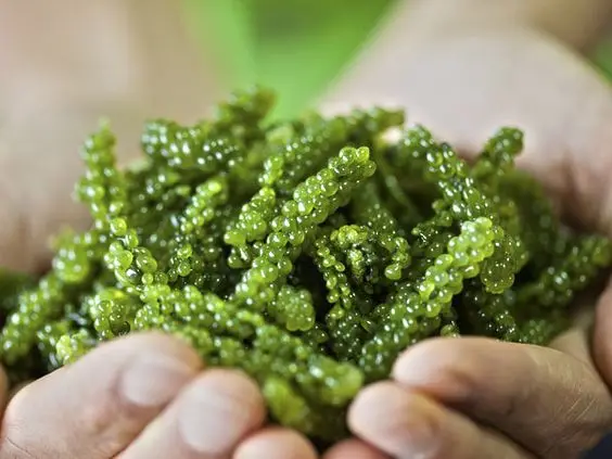 BEST SELLING SEA GRAPES - DRIED SEA GRAPE DISCOUNT FOR FIRST ORDER NATURAL DELICIOUS SEA GRAPES